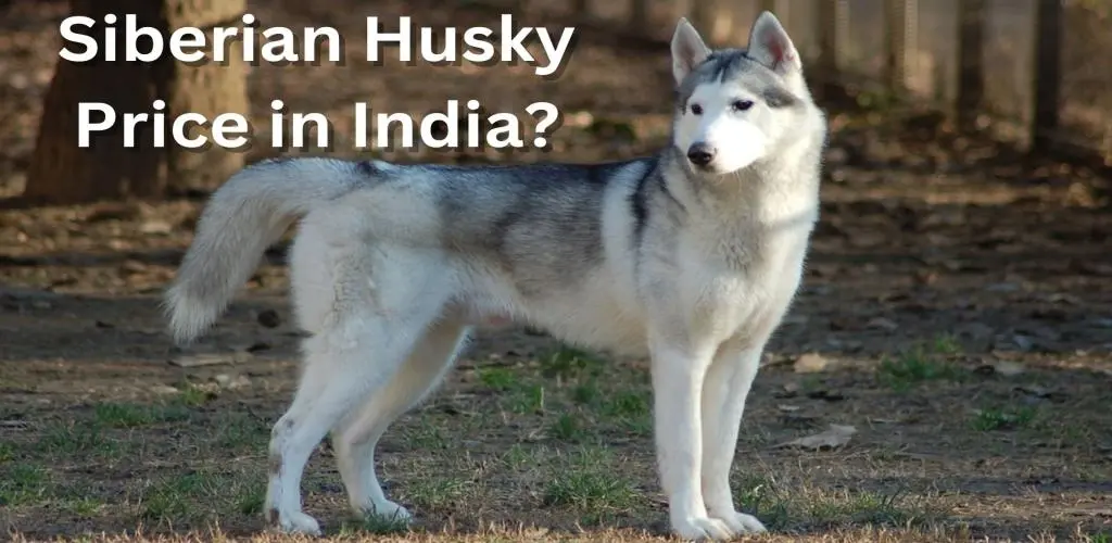 Single deals coat husky