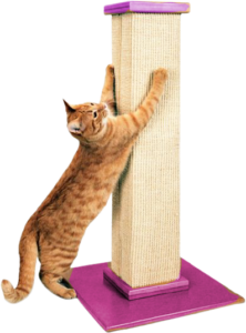 Best Tree scratching post for cats India 2021