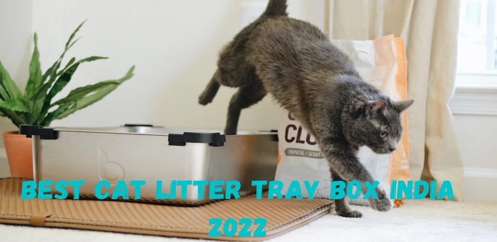Best Cat Litter Tray Box India 2022