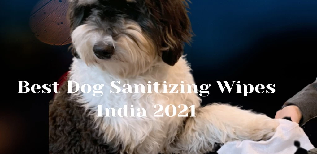 Best Dog Sanitizing Wipes India 2021