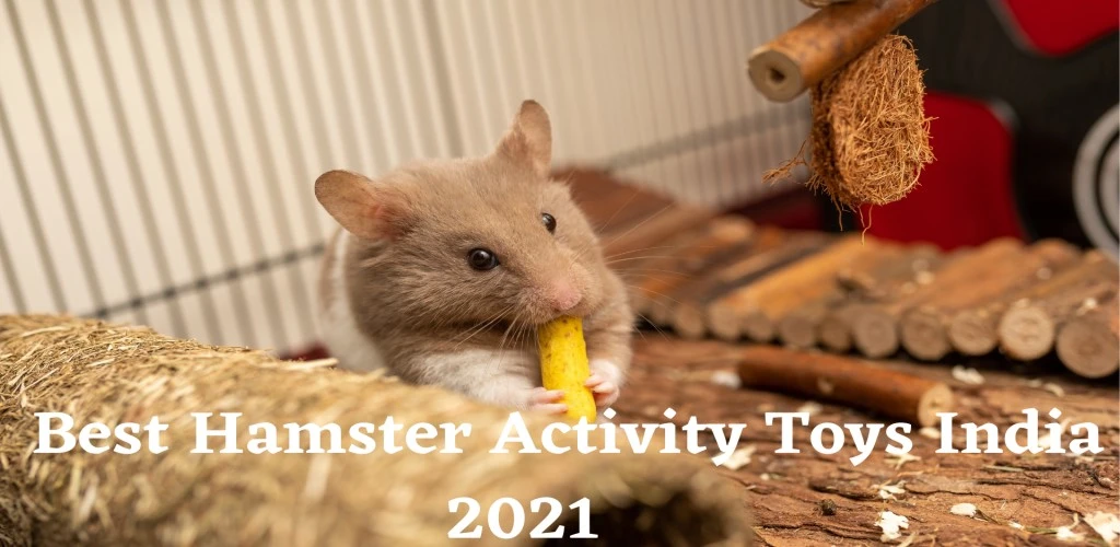 Best Hamster Activity Toys India 2021