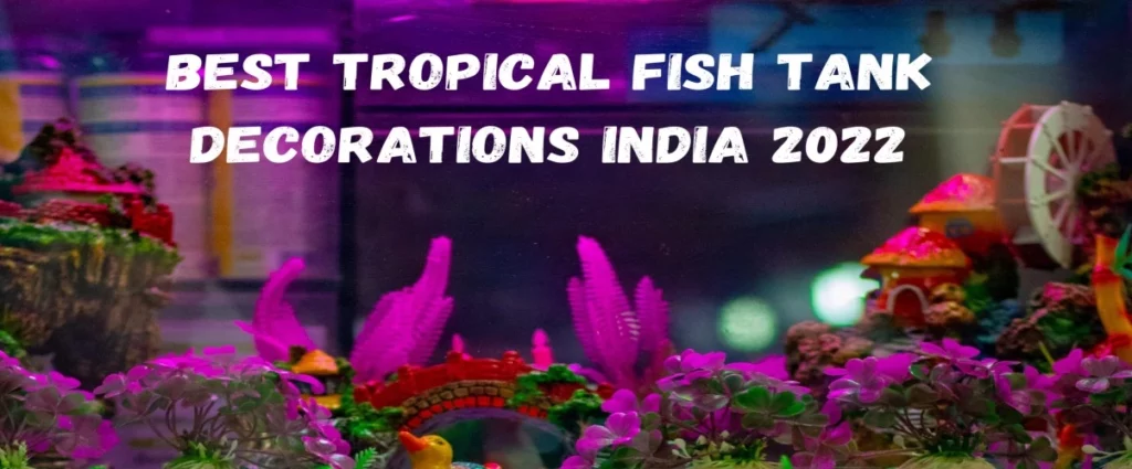 Best Tropical Fish Tank Decorations India 2022