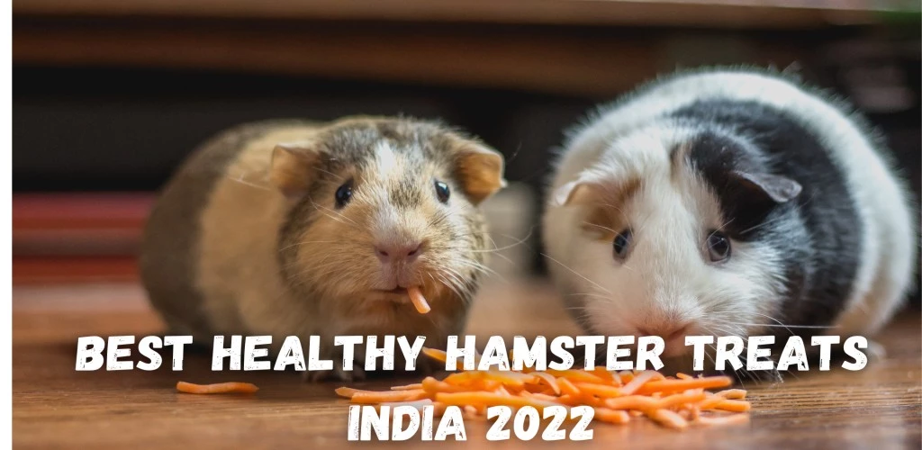 Best Healthy Hamster Treats India 2022