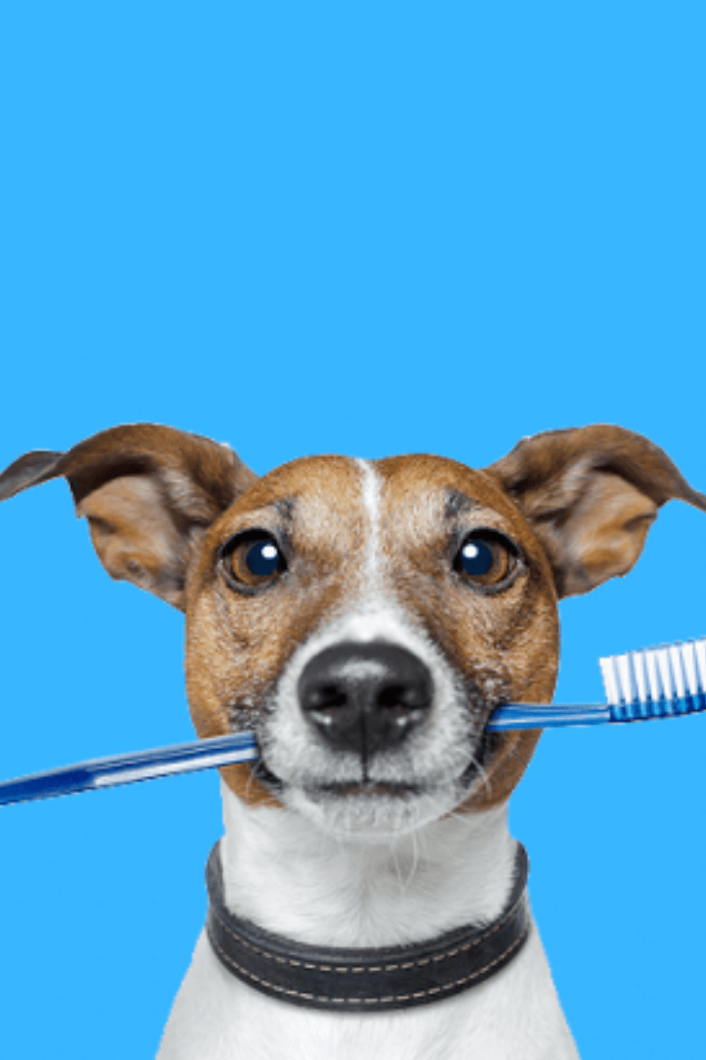 do dogs have toothpaste