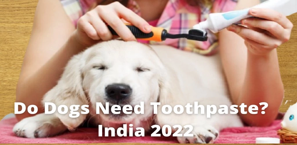 Do Dogs Need Toothpaste? Here's What You Should Know India 2022