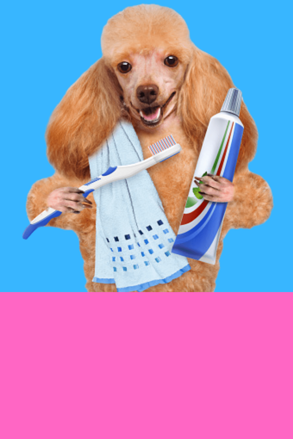 Can Dogs Use Regular Toothpaste