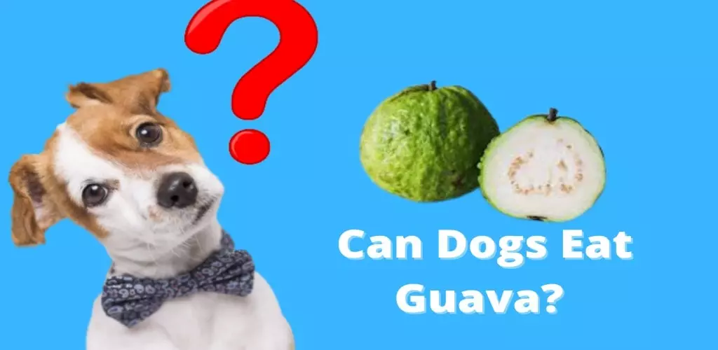 Can Dogs Eat Guava