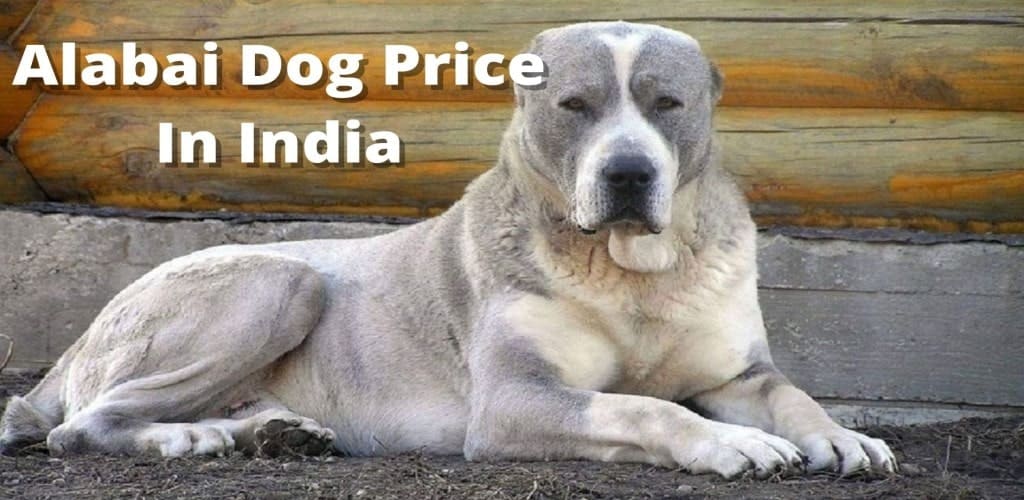 Alabai dog Price in India (February 2023)-Everthing You Need To Know