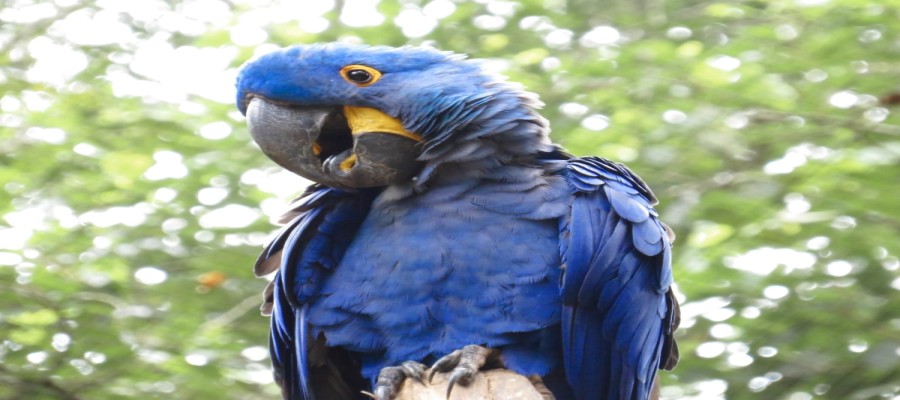 Scarlet Macaw Price in India