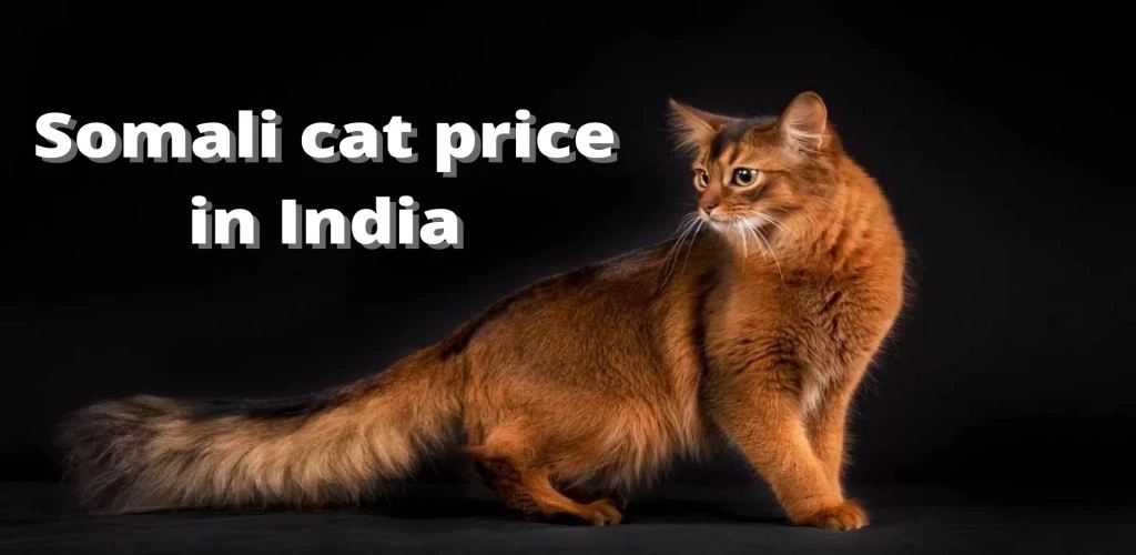Somali cat price in India