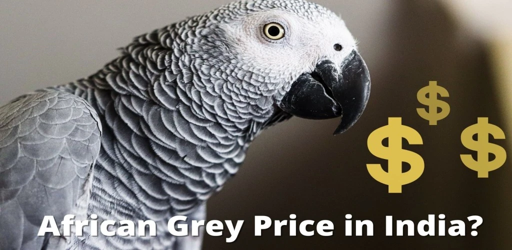 African Grey Price in India