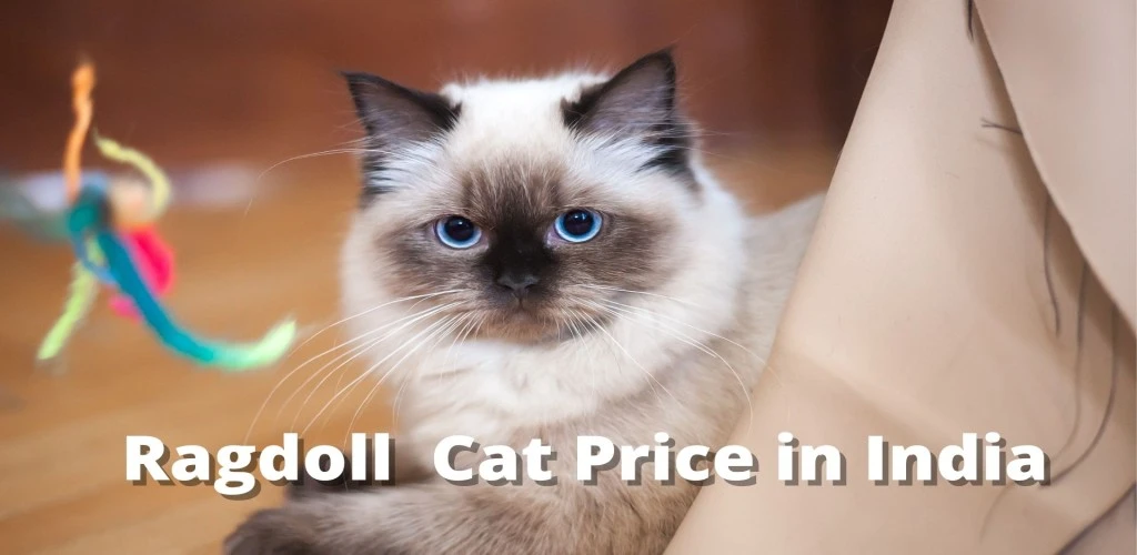 Ragdoll Cat Price in India