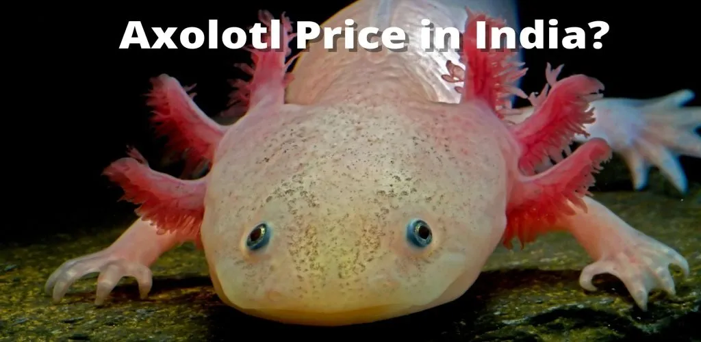 Axolotl Price in India