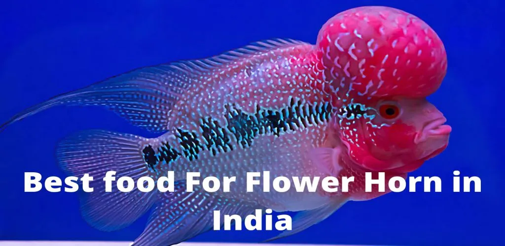 Best Flower Horn Fish Food in India