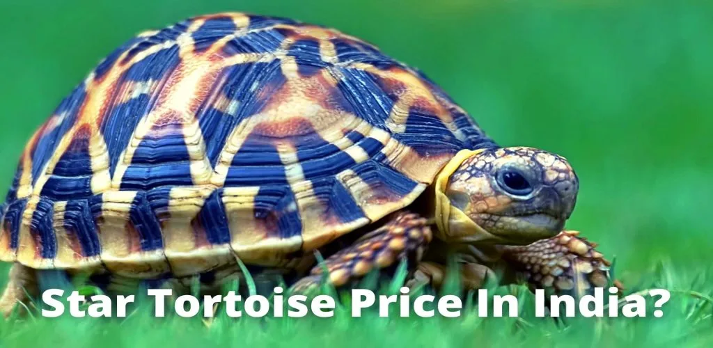 Star Tortoise Price In India