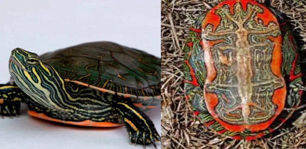 List of all Legal Turtles in India 2022