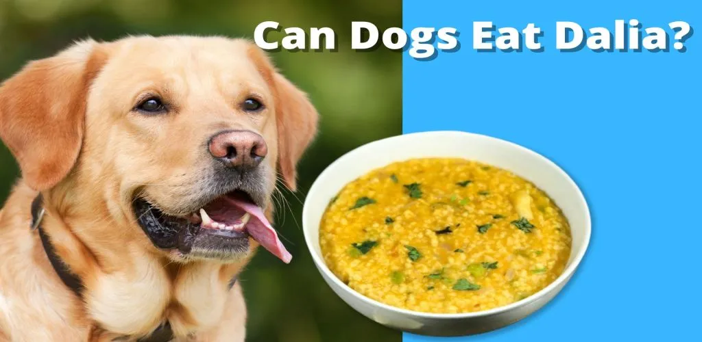 Can Dogs Eat Dalia