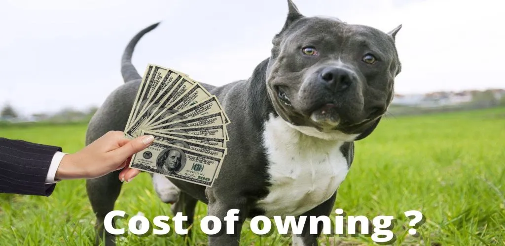 American Bully Price in India 2022