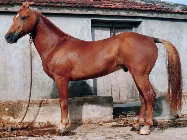 Horse Price in India