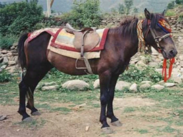 Horse Price in India