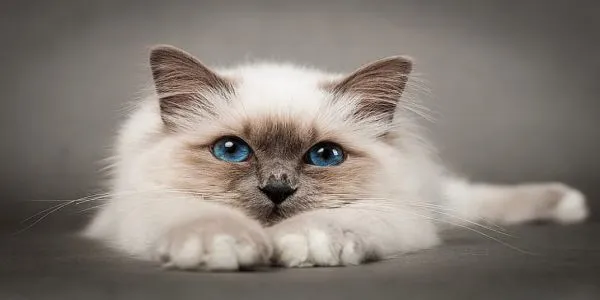 Des chats qui ne grattent pas les meubles