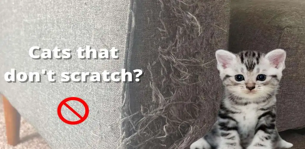 Cats That Don't Scratch Furniture