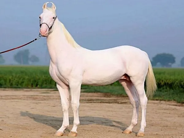 Horse Price in India