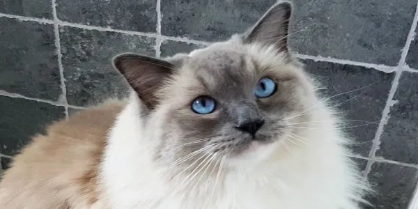 Des chats qui ne grattent pas les meubles