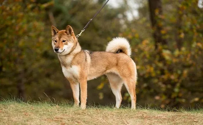Wolf Dog Price in India