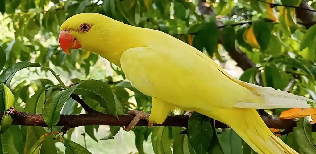 Ringneck Parrot Price in India (August 2023) Top Pet Products