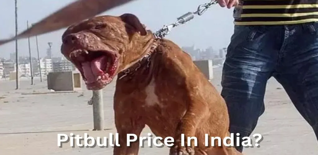 Pitbull Price In India