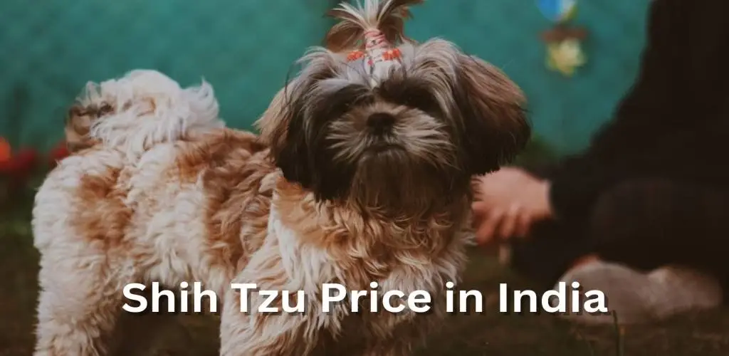 Shih Tzu Price in India