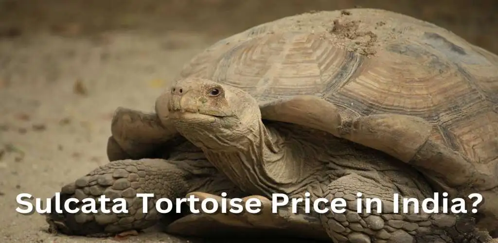 Sulcata Tortoise Price in India