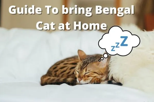 Bengal cat price in India