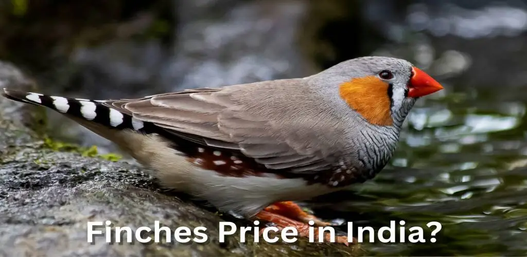 Finches Bird Price in India