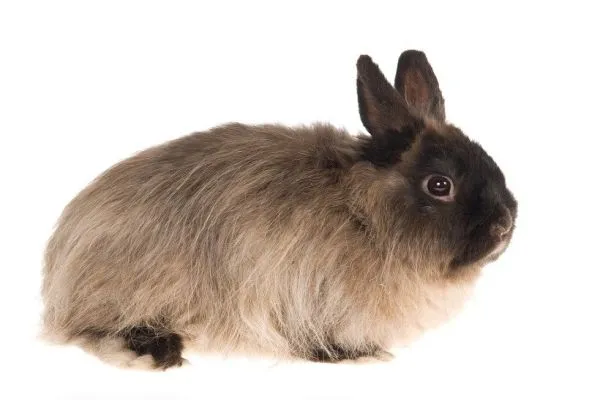 jersey wooly rabbit price in India
