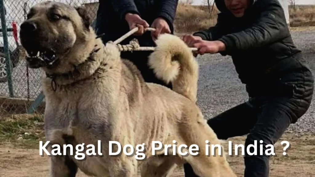 Kangal Dog Price in India