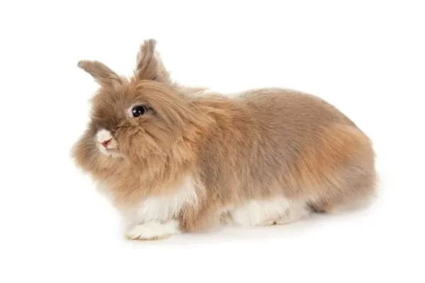 lionhead rabbit price in India