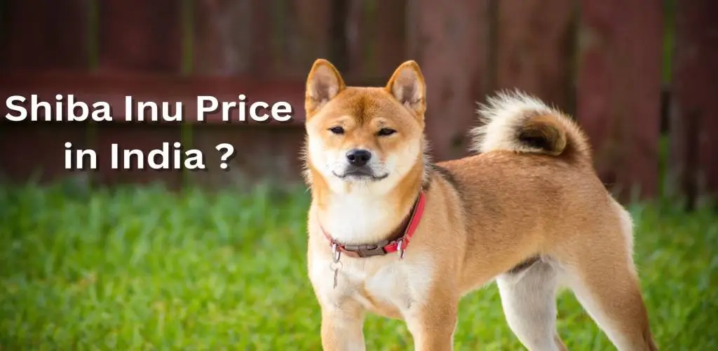 Shiba Inu Price in India