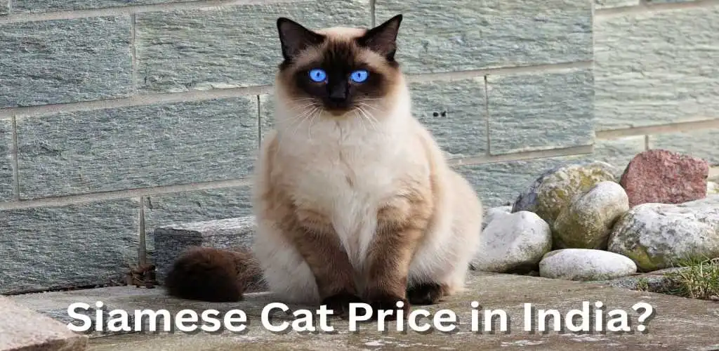 Siamese cat price in india