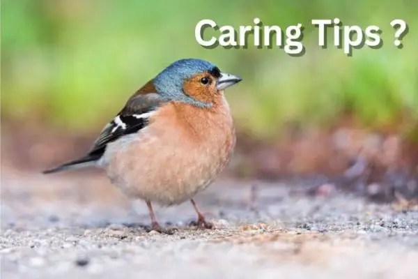 finches bird Price in India