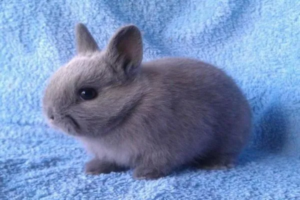 netherland dwarf rabbit price in India