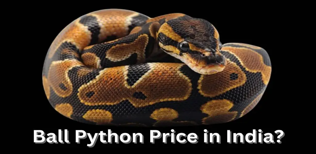Ball python price in India