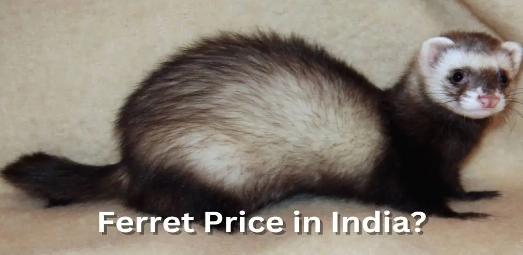 Ferret Price in India