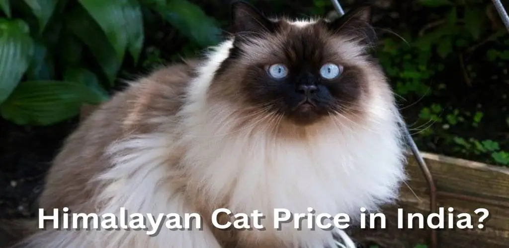Himalayan cat price in India