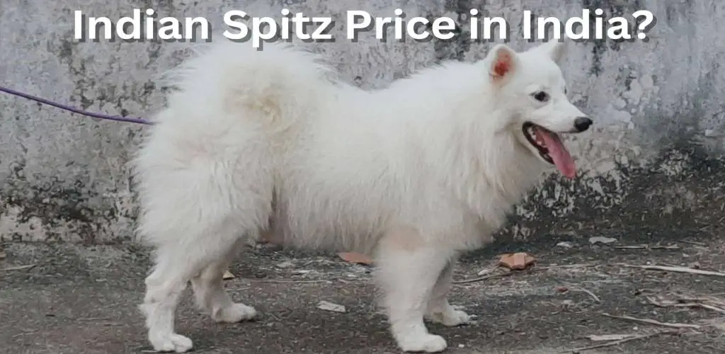 Indian Spitz Price in India