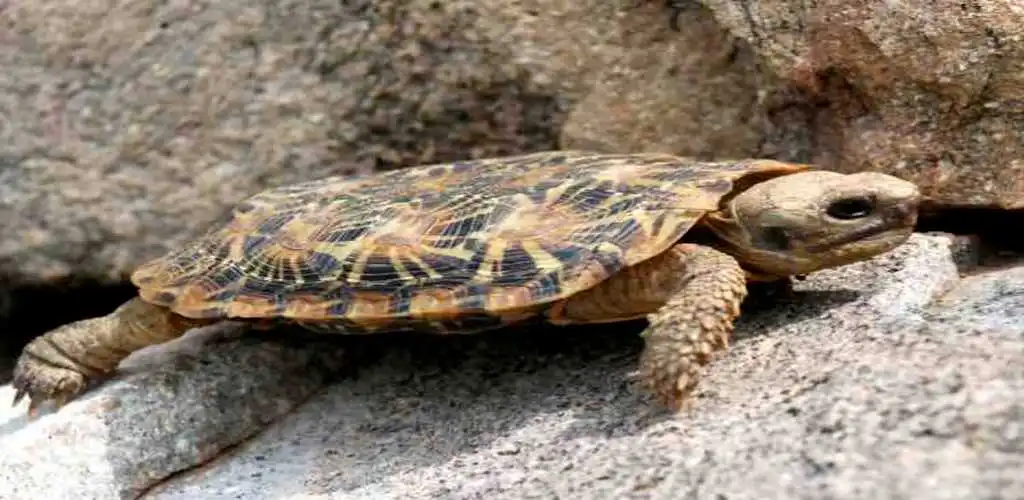 legal tortoise in India