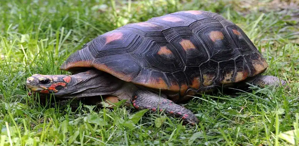 Legal tortoises in India