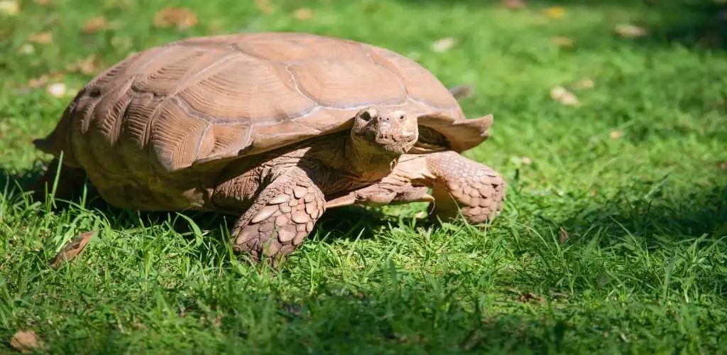 legal tortoise in India