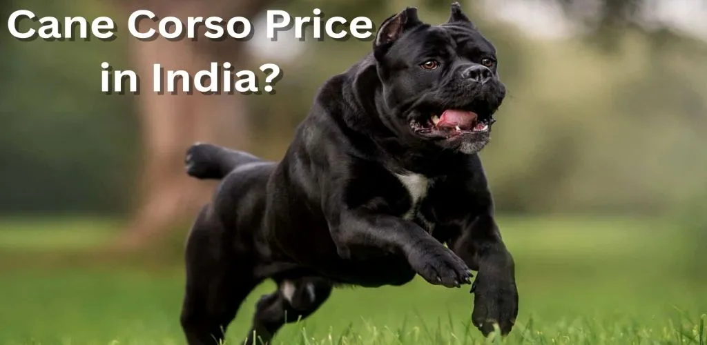 Cane Corso Price in India